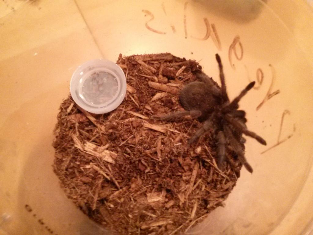 Grammostola Pulchra