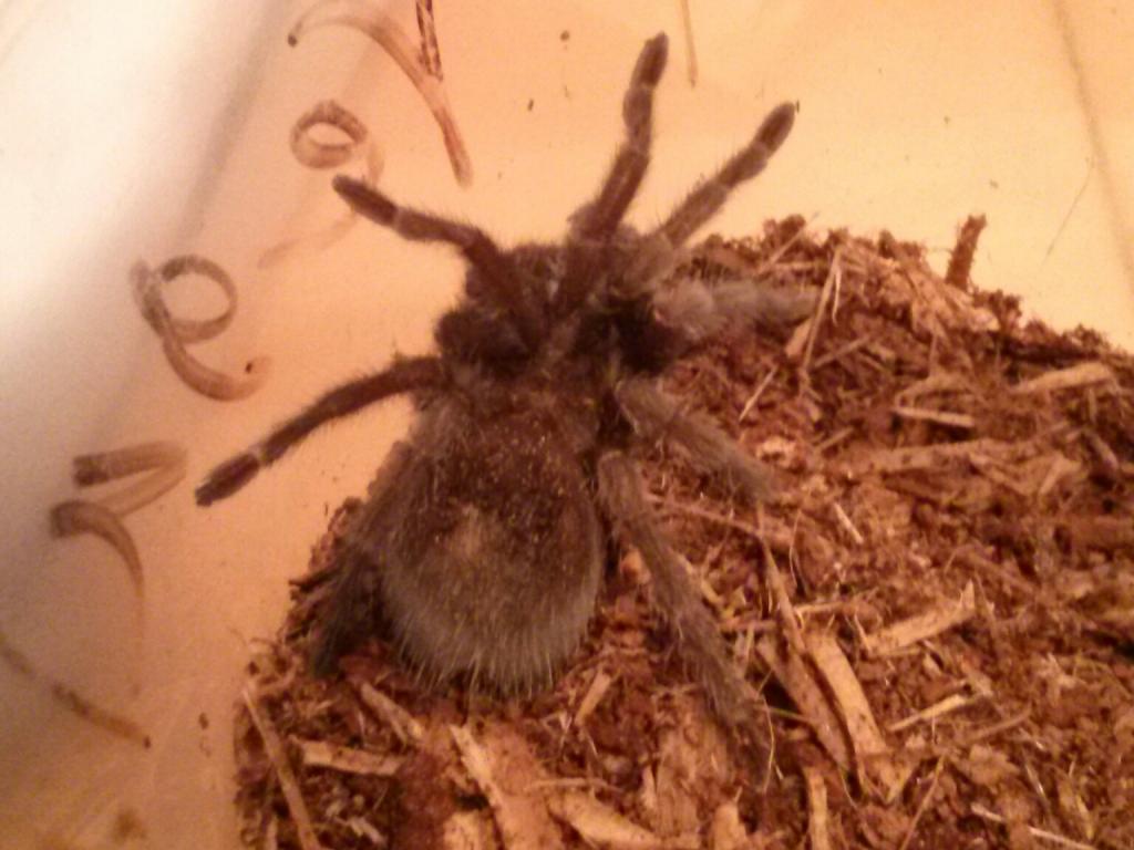 Grammostola Pulchra