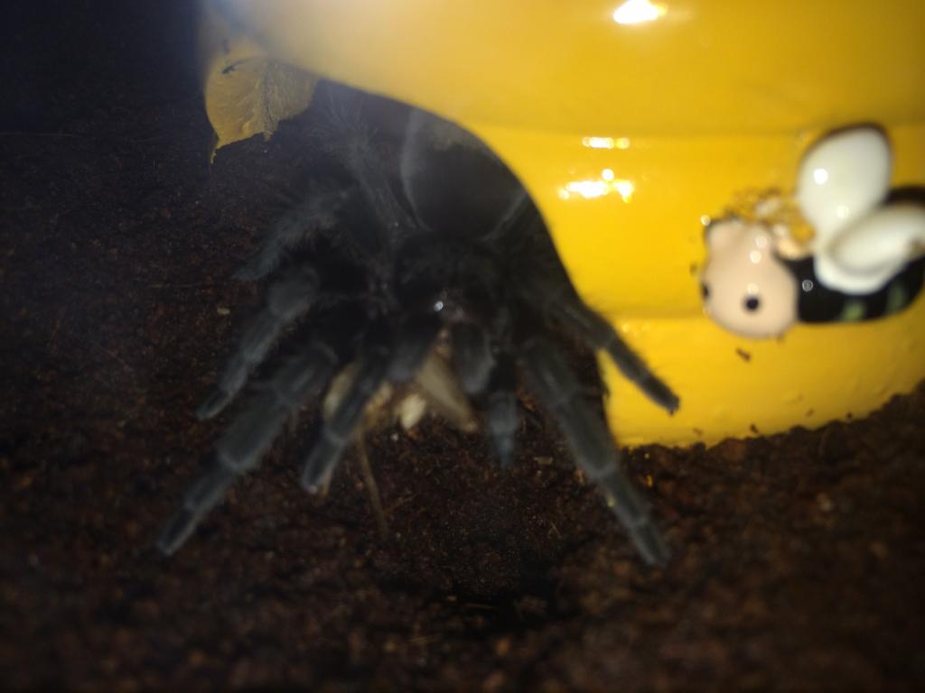 Grammostola Pulchra