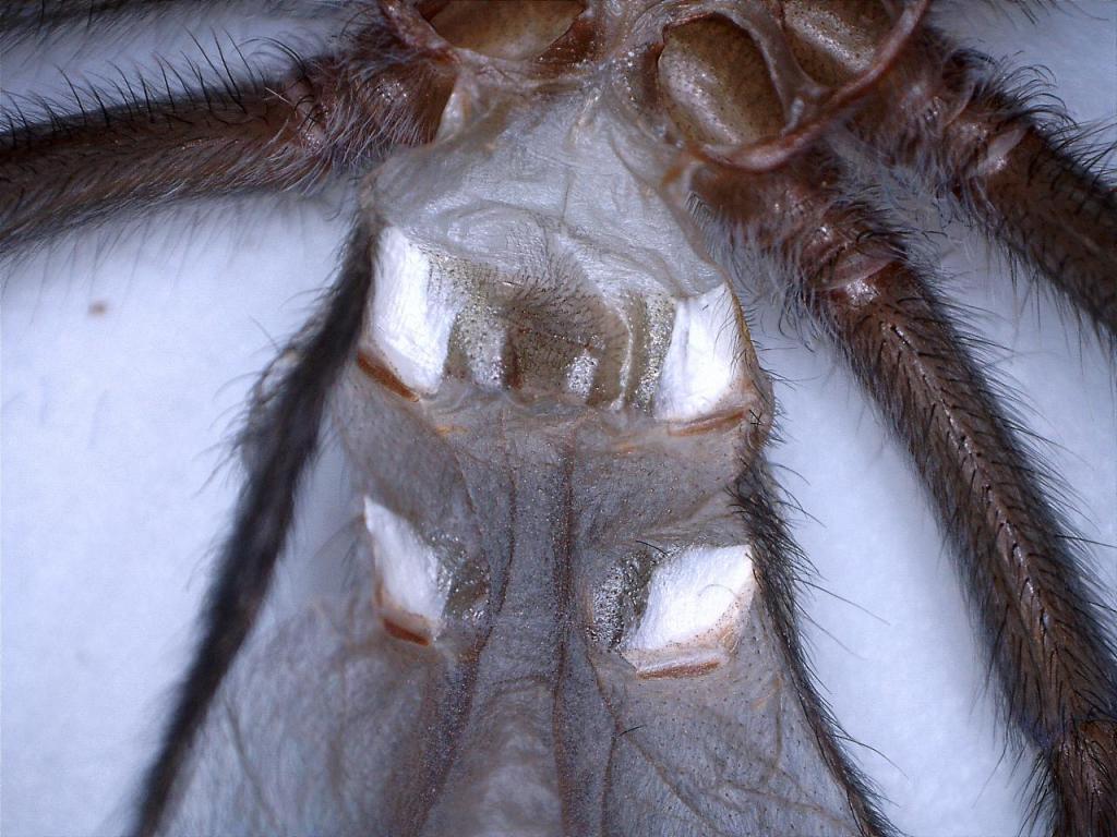 Grammostola pulchra