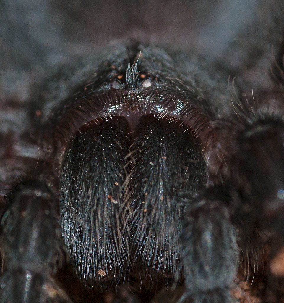 Grammostola pulchra