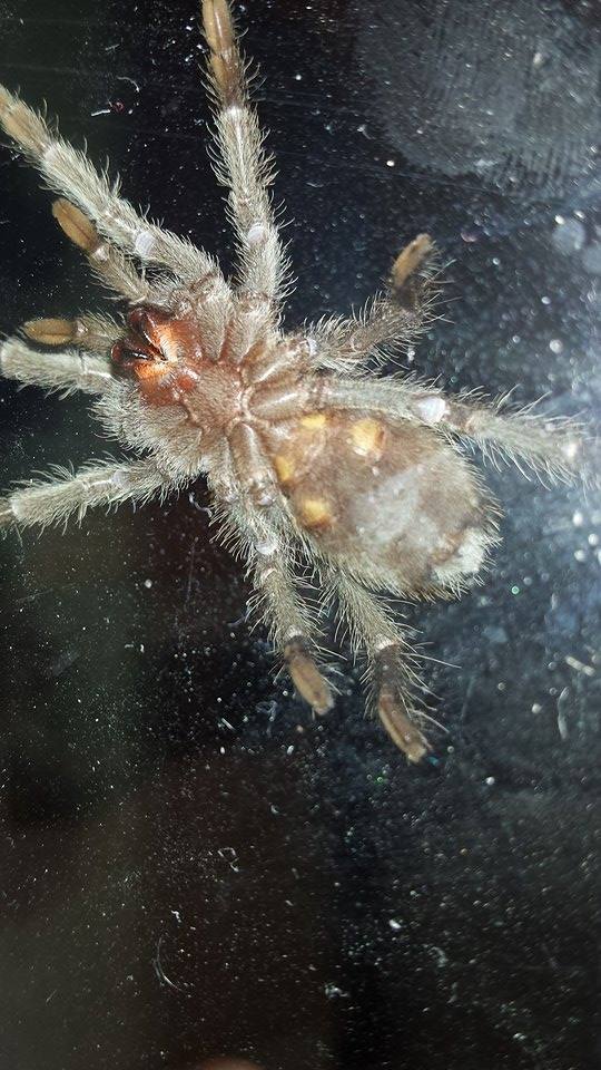 Grammostola pulchra