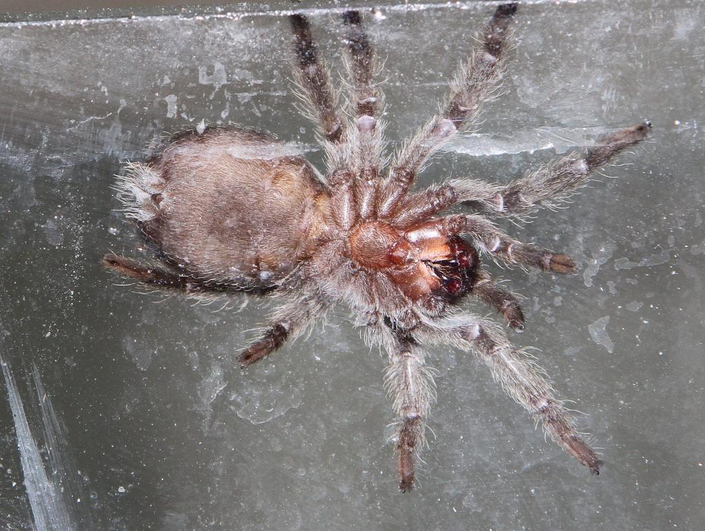 Grammostola pulchra