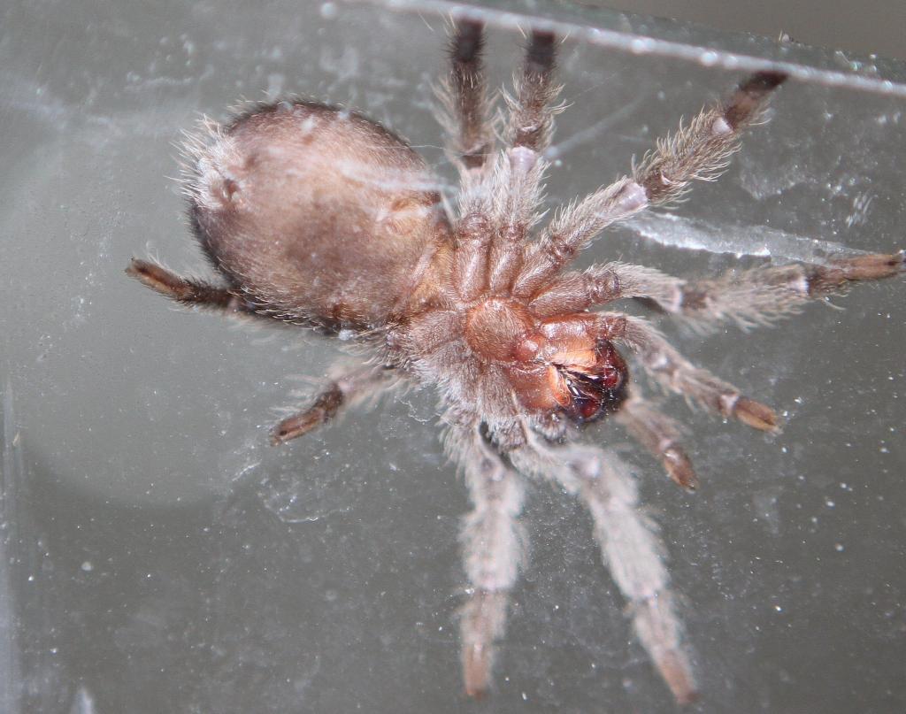 Grammostola pulchra