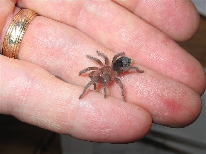 Grammostola pulchra