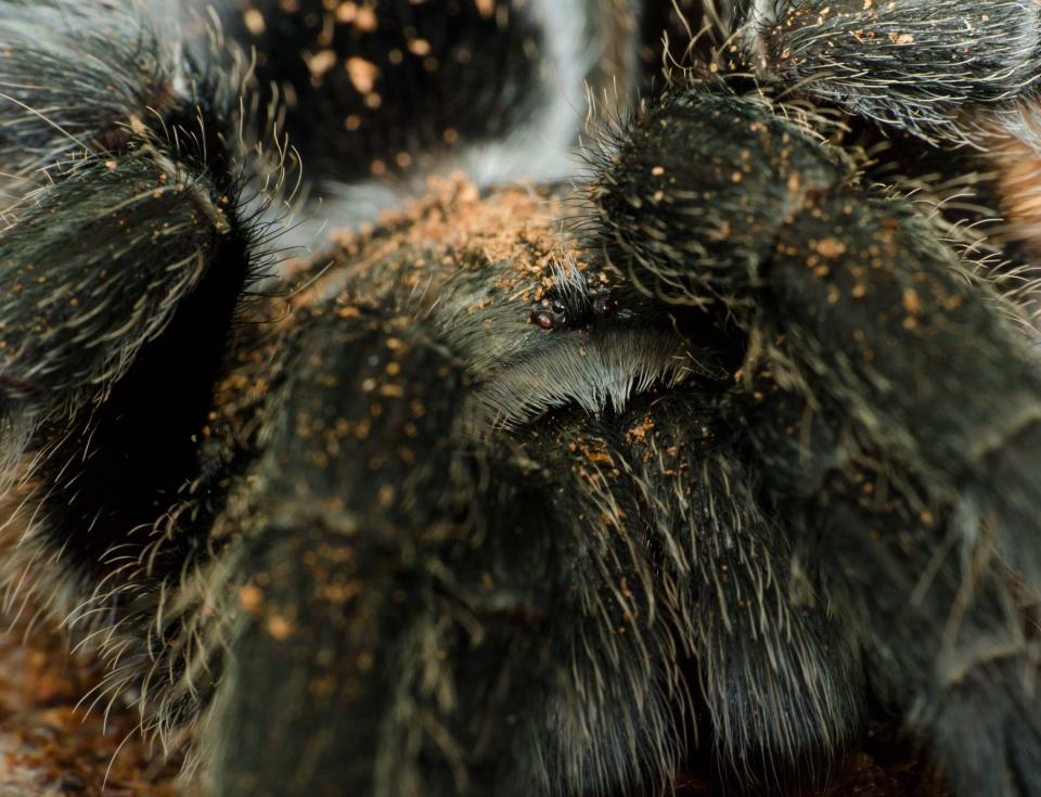 Grammostola pulchra