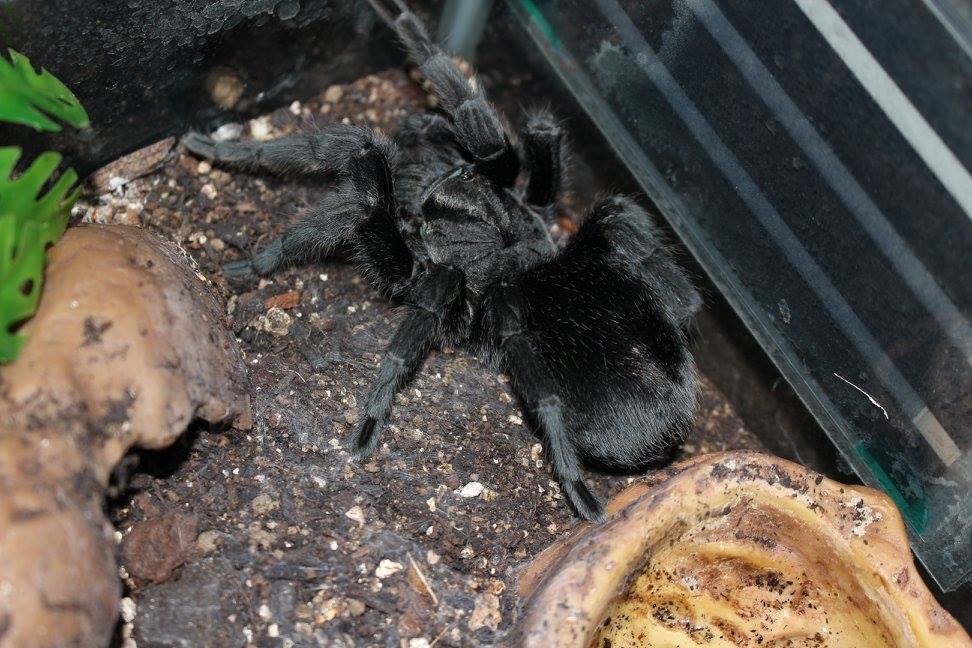 Grammostola pulchra