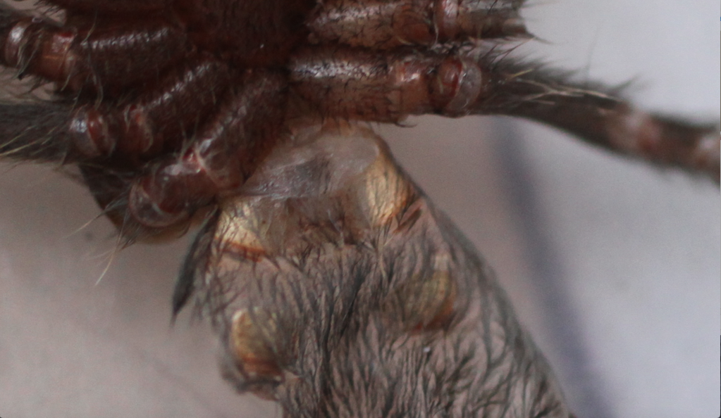 Grammostola Pulchra