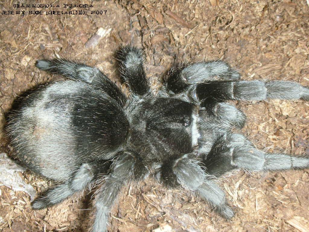 Grammostola pulchra