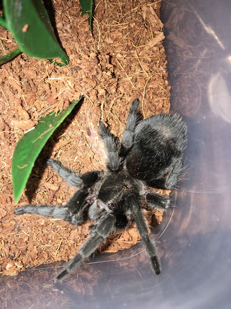 Grammostola Pulchra