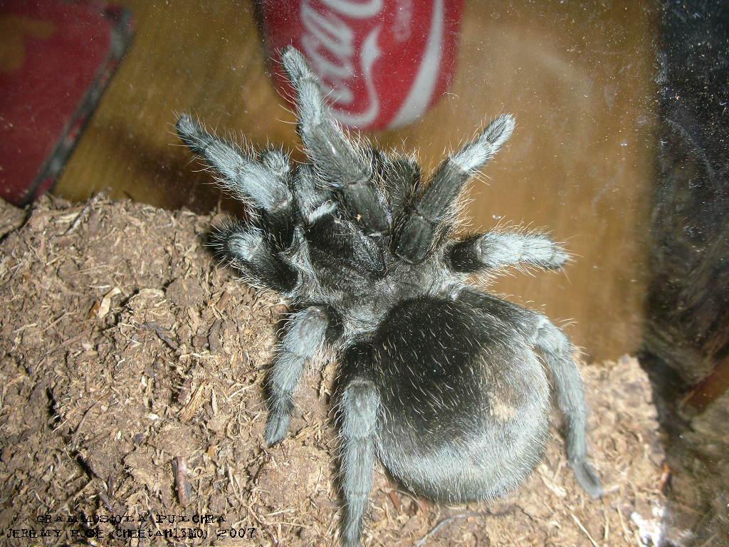 Grammostola pulchra