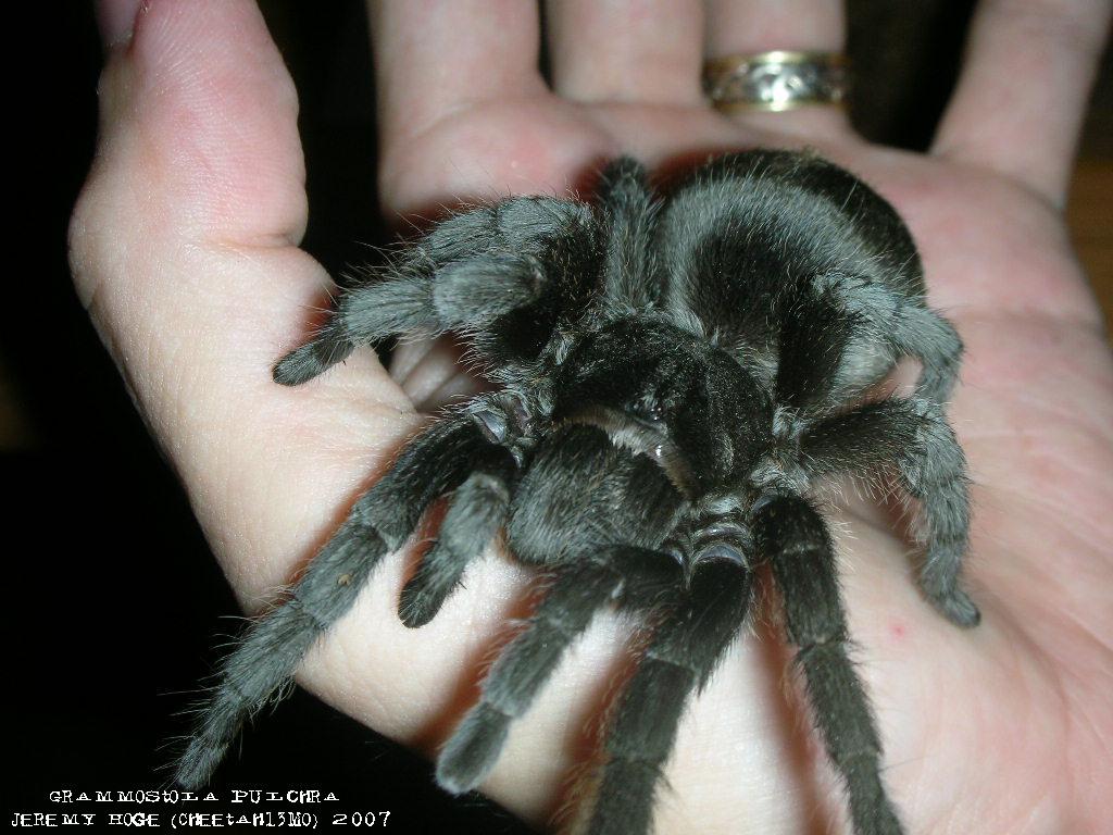 Grammostola pulchra