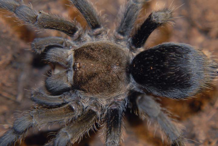 Grammostola pulchra