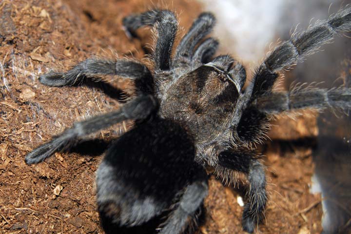 Grammostola pulchra