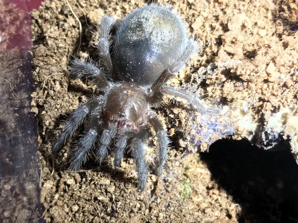 Grammostola pulchra