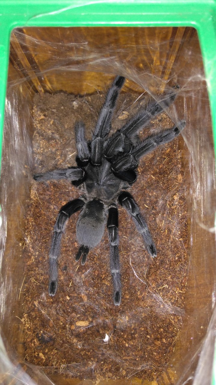 Grammostola pulchra