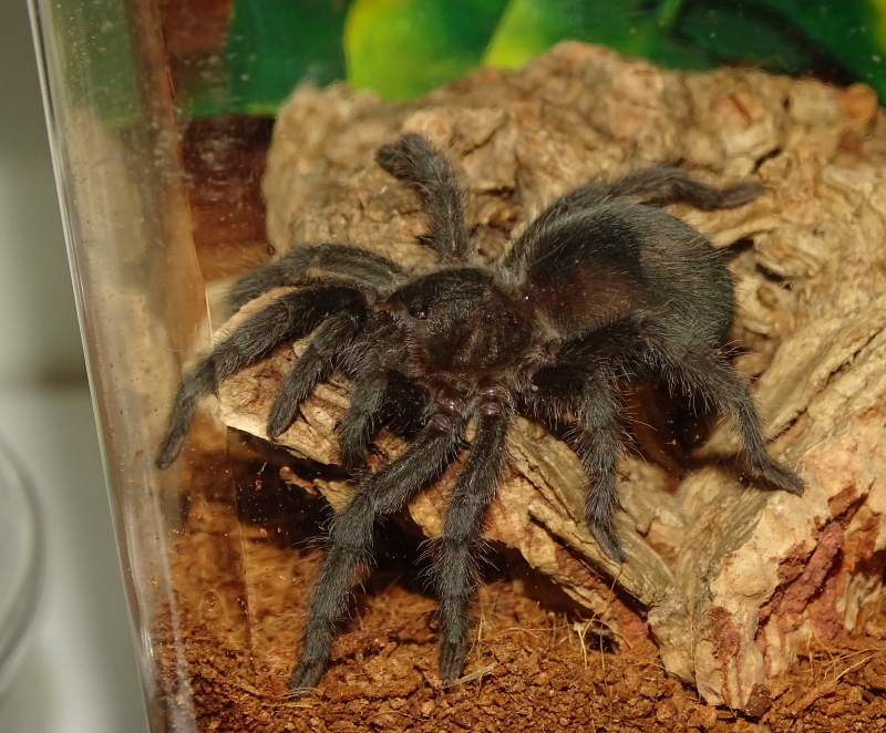 Grammostola pulchra