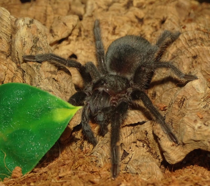 Grammostola pulchra