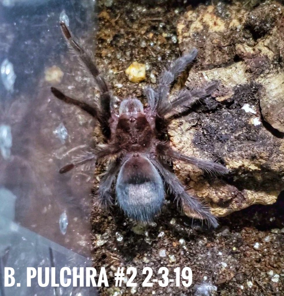 Grammostola Pulchra