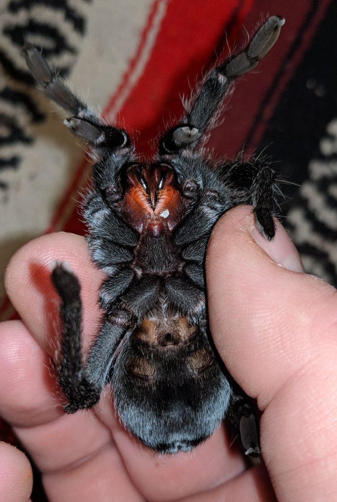 Grammostola pulchra