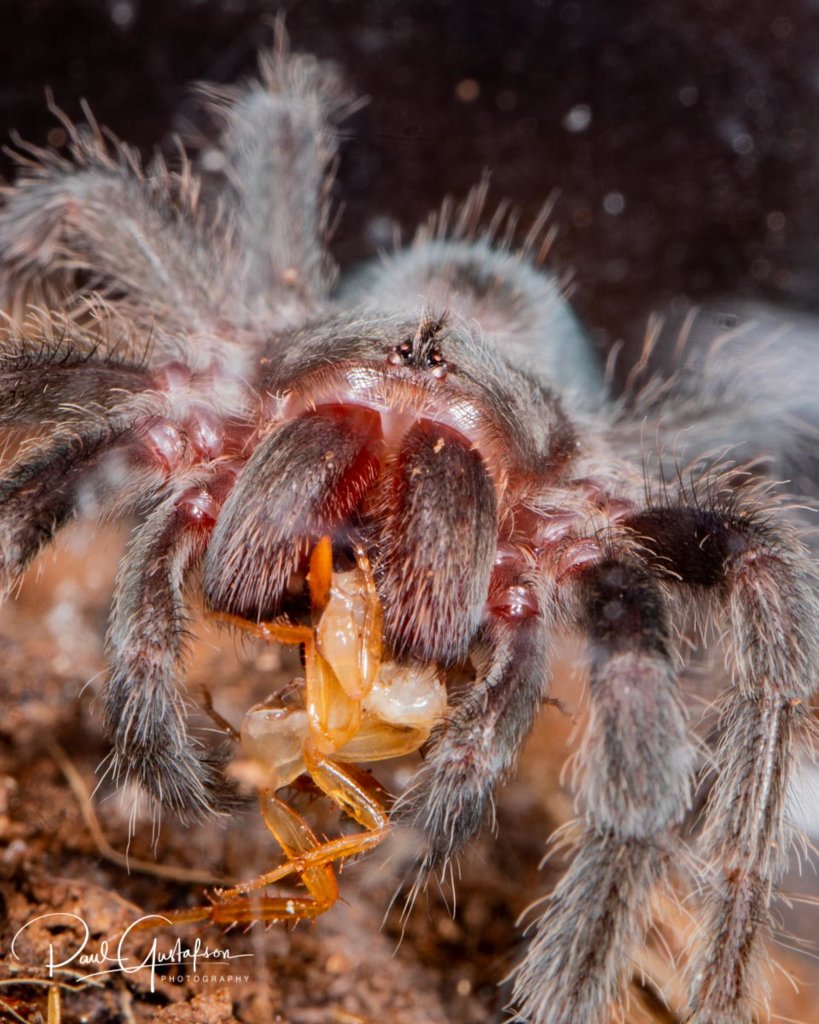 Grammostola pulchra