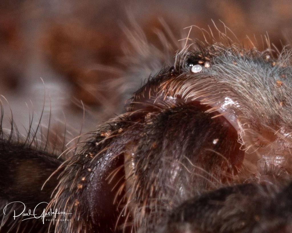 Grammostola pulchra