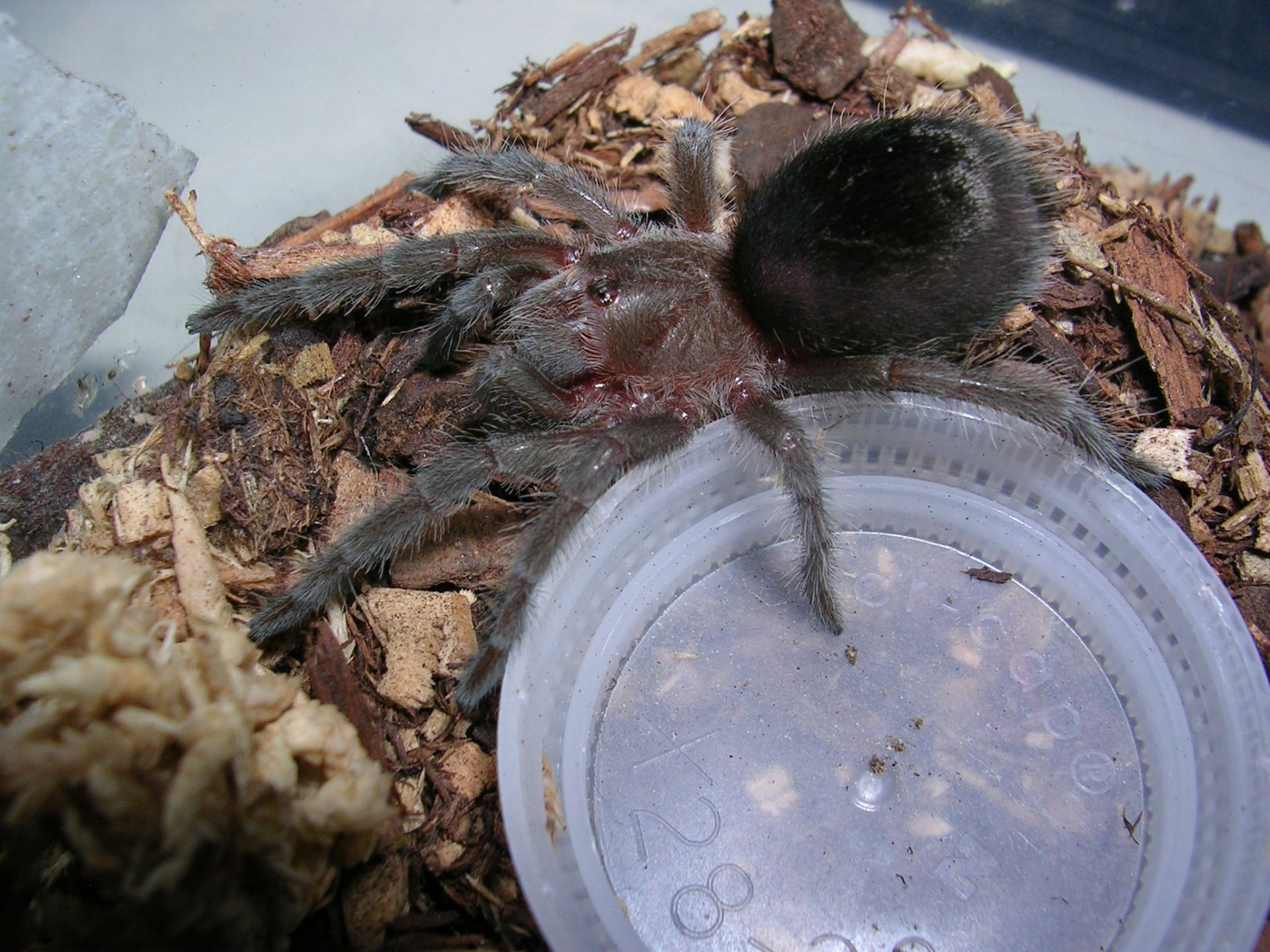 Grammostola pulchra