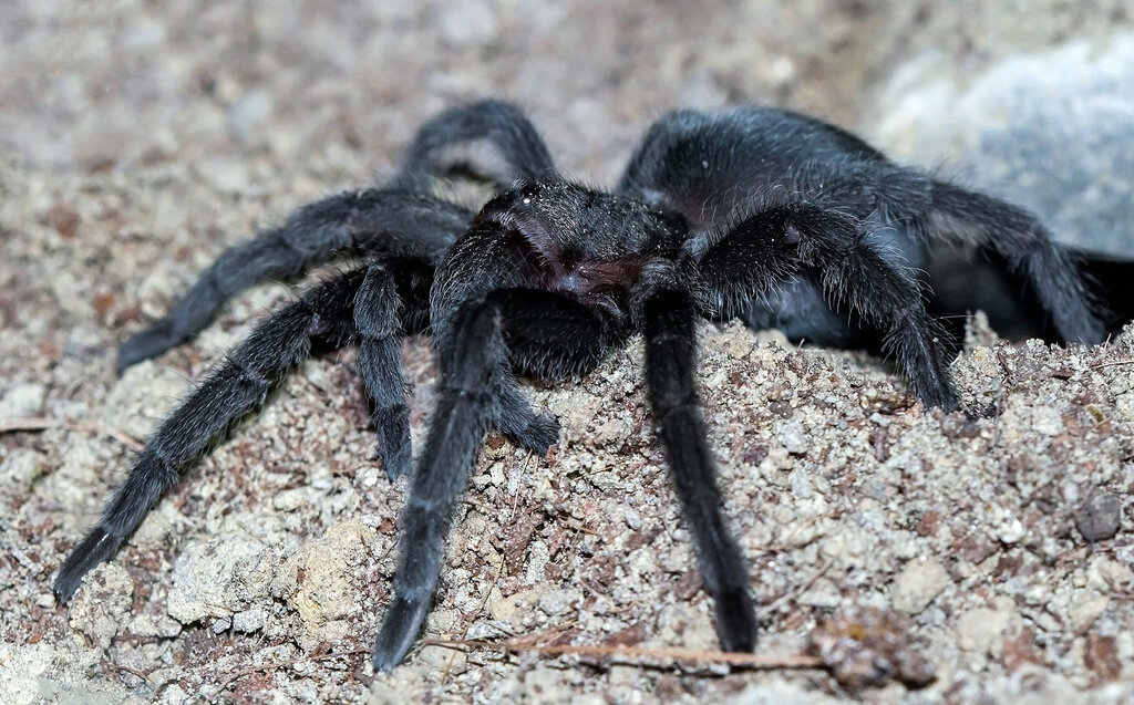 Grammostola pulchra