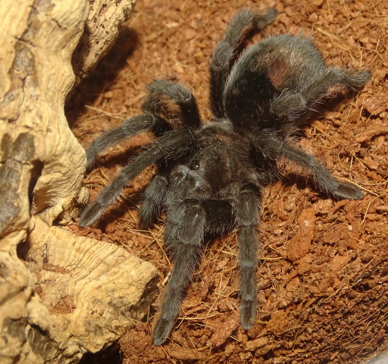 Grammostola pulchra