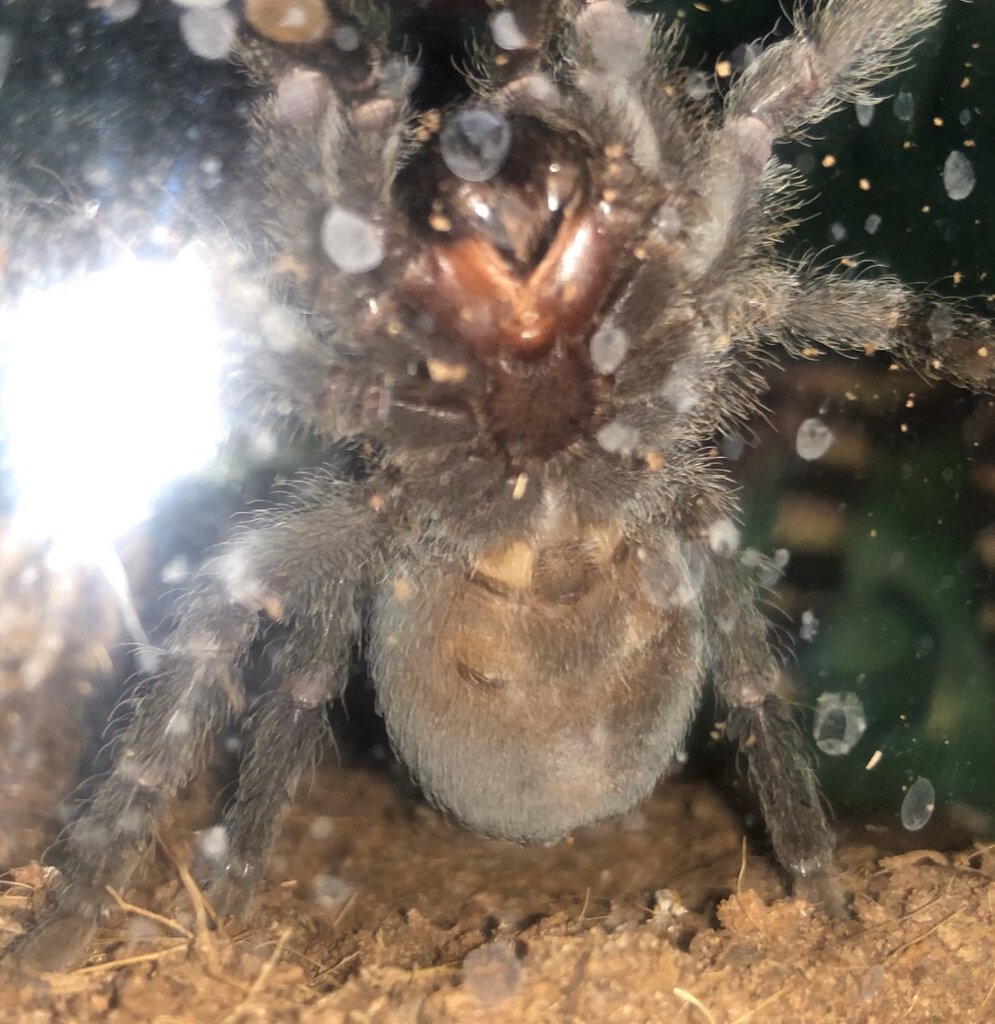 Grammostola pulchra