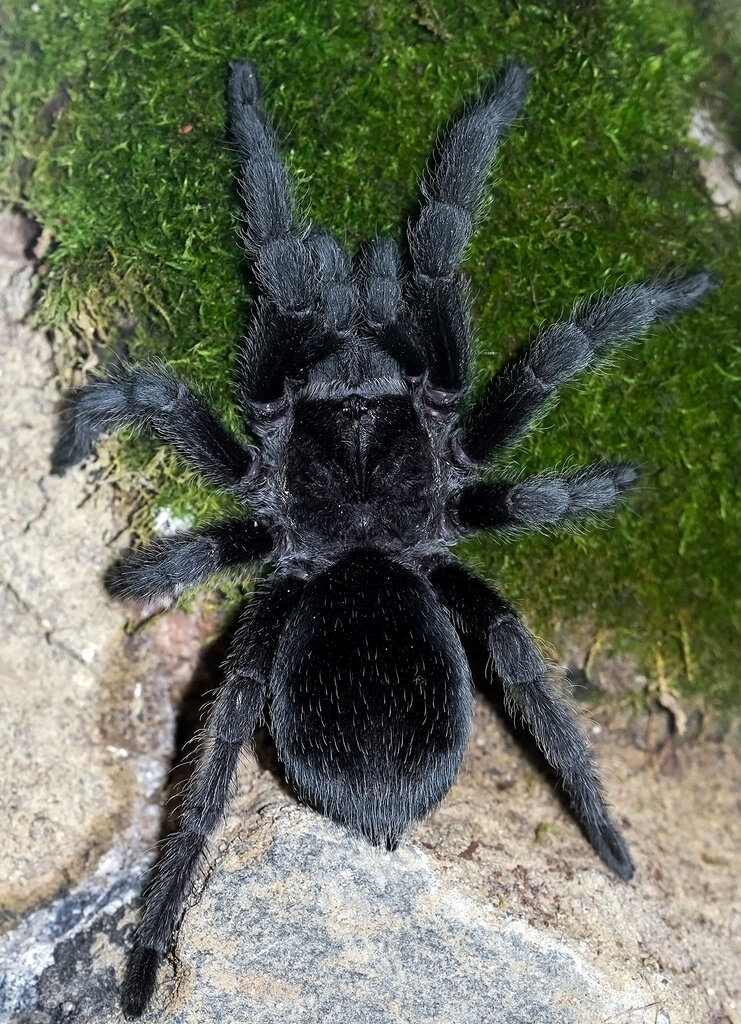 Grammostola pulchra