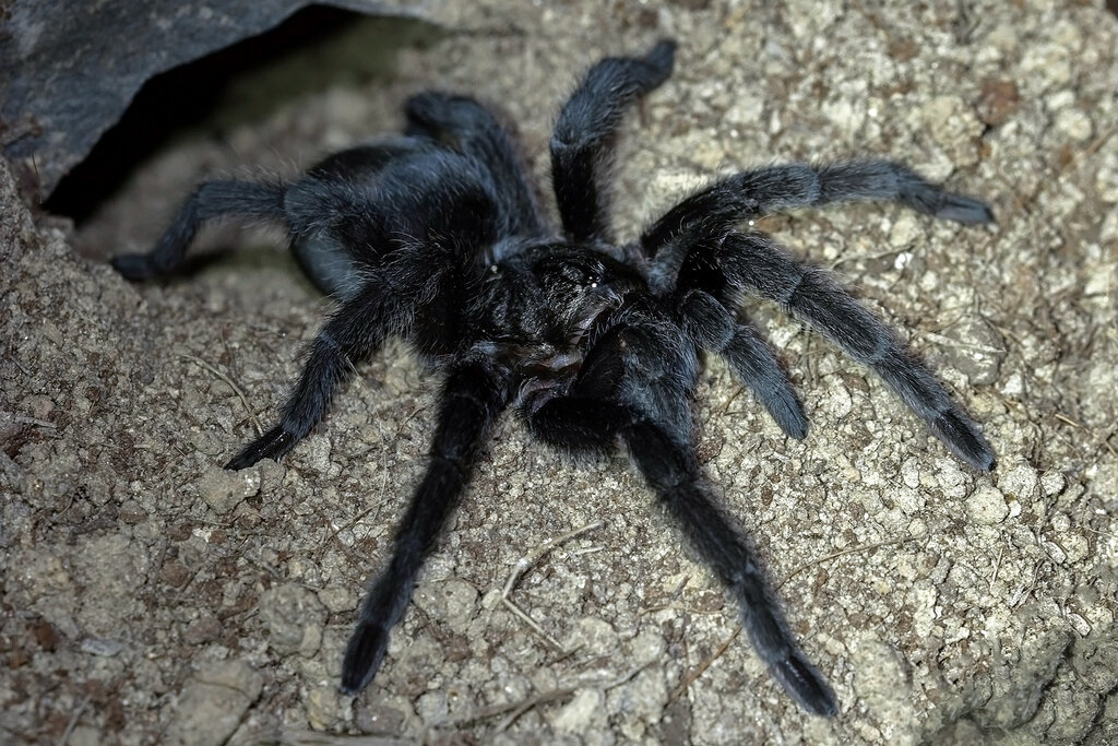 Grammostola pulchra