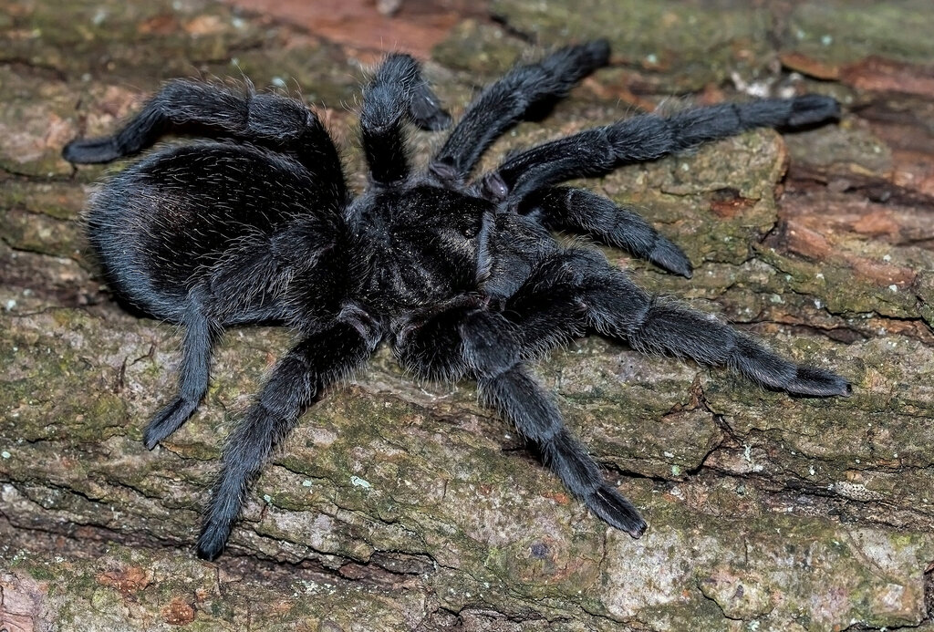 Grammostola pulchra