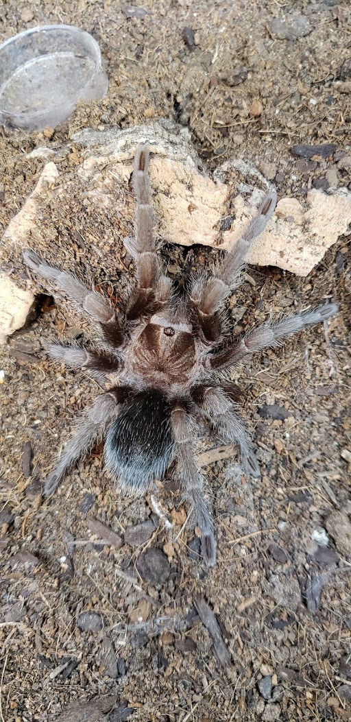 Grammostola pulchra?