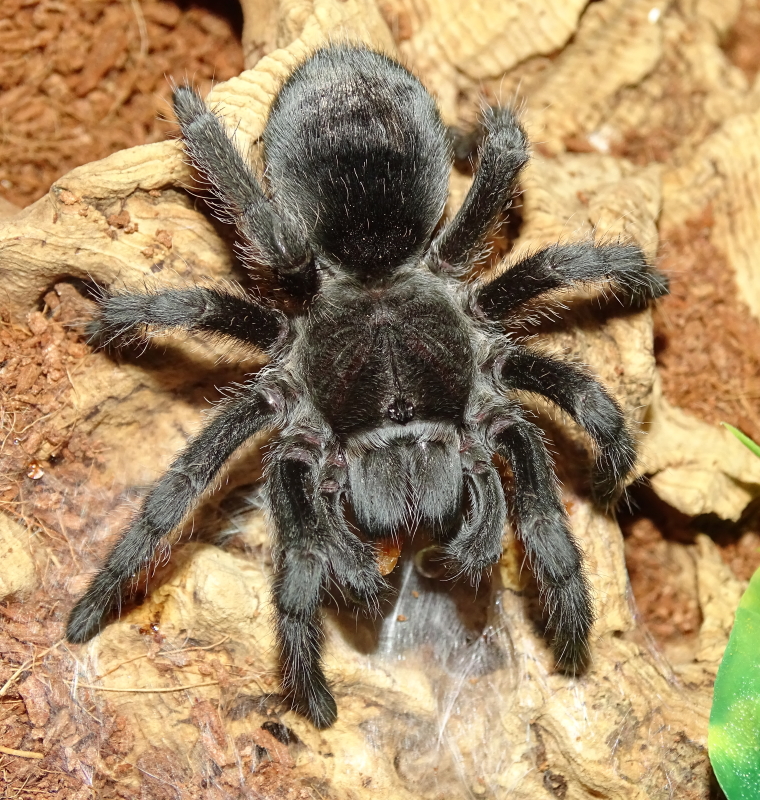 Grammostola pulchra | Arachnoboards