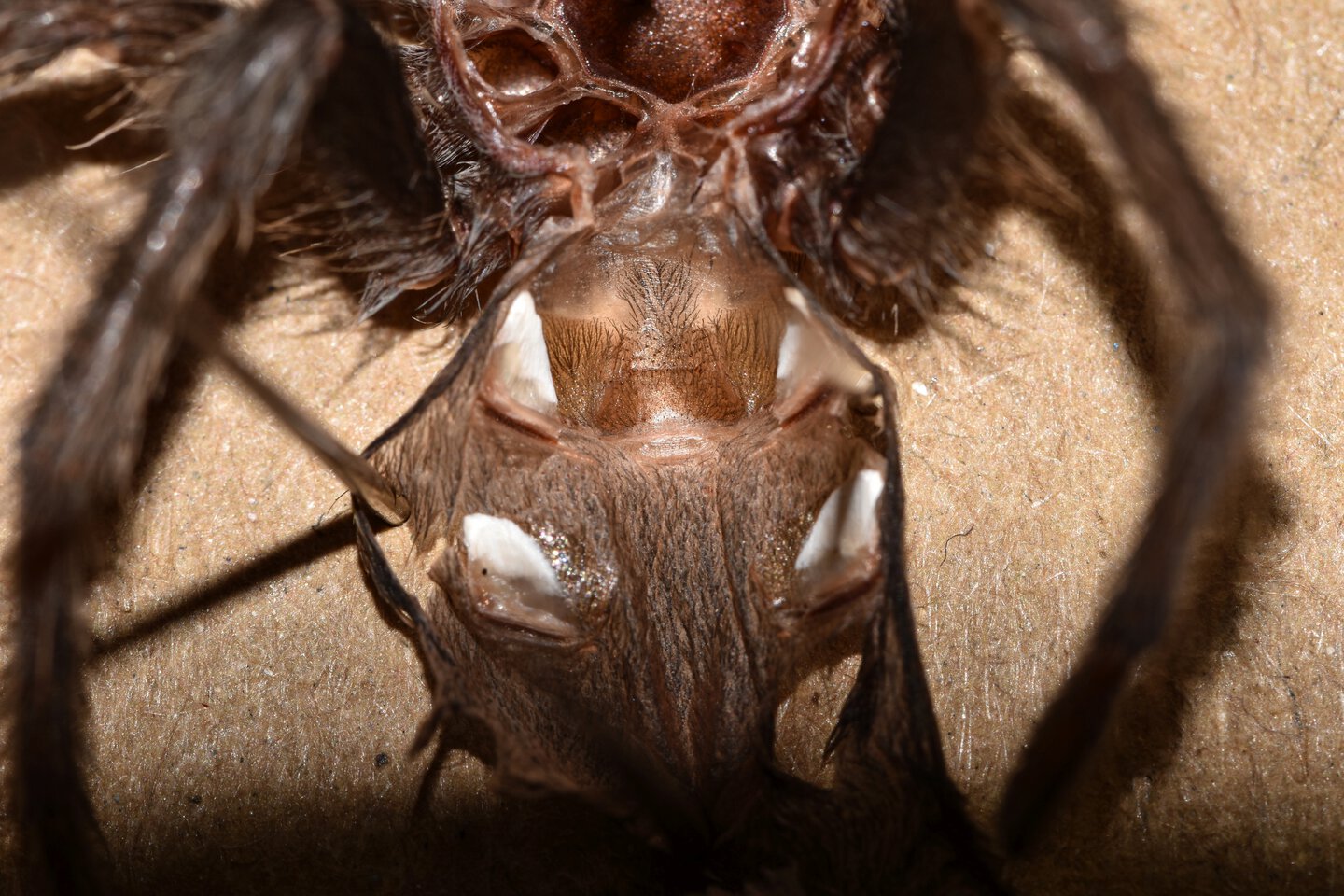 ?.? Grammostola pulchra