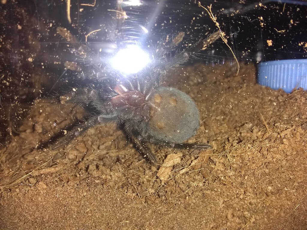 Grammostola pulchra