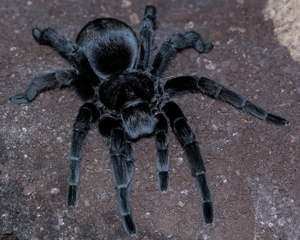 Grammostola pulchra