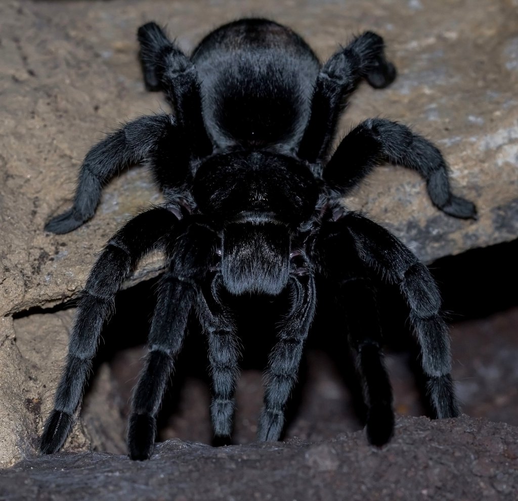 Grammostola pulchra