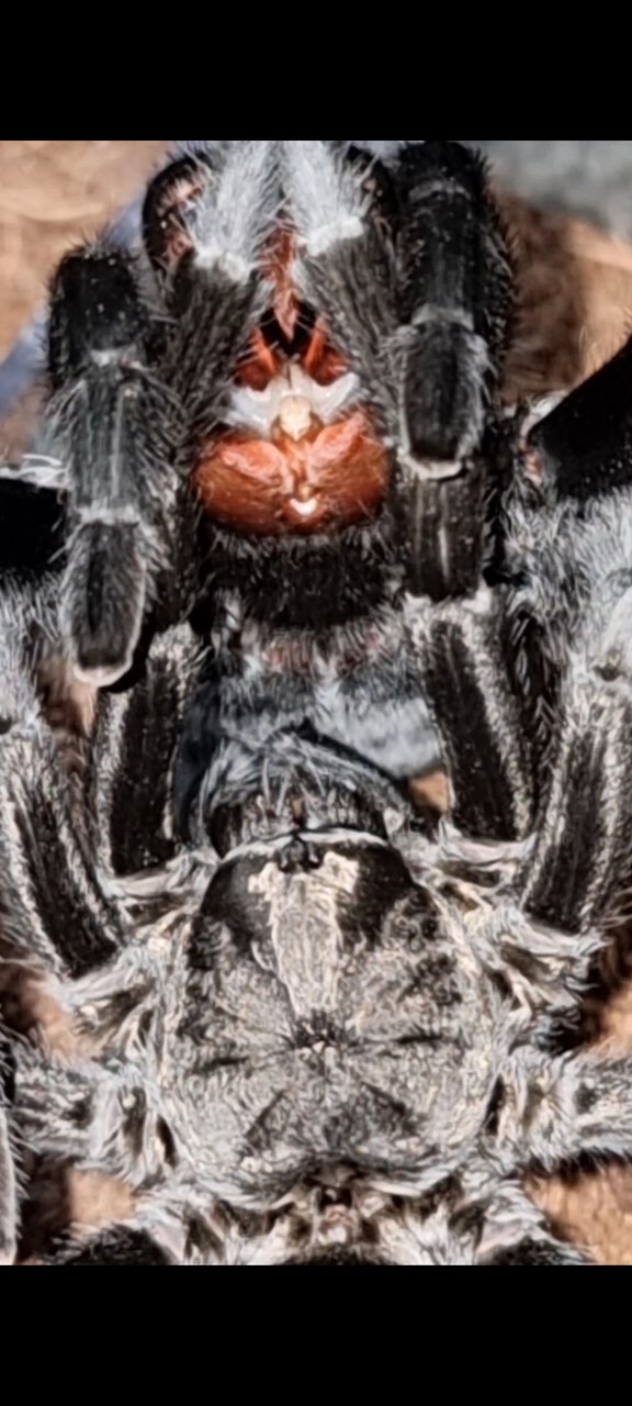 Grammostola pulchra