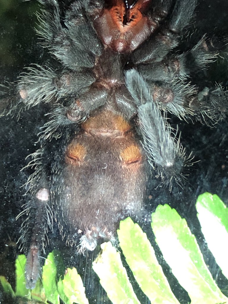 Grammostola pulchra