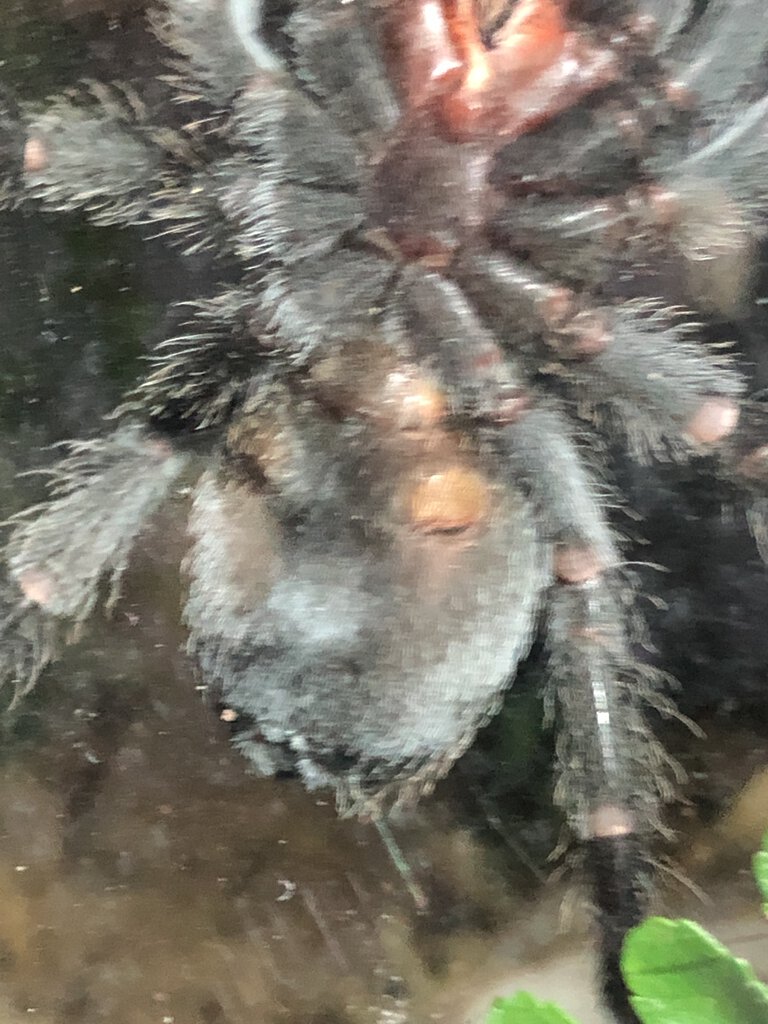 Grammostola pulchra