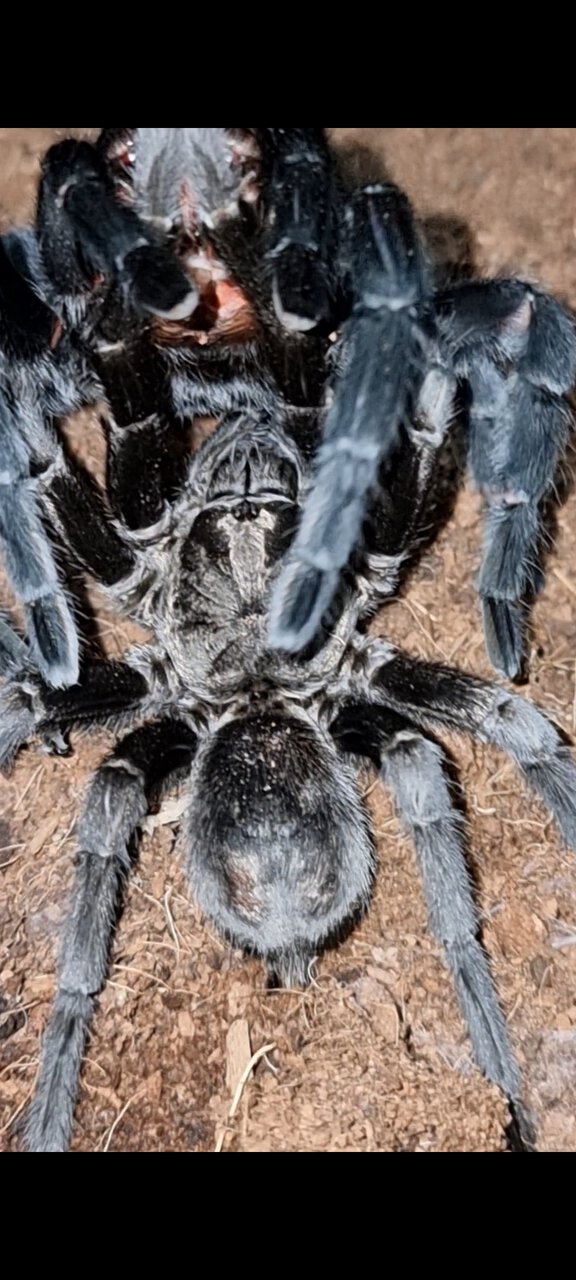 Grammostola pulchra