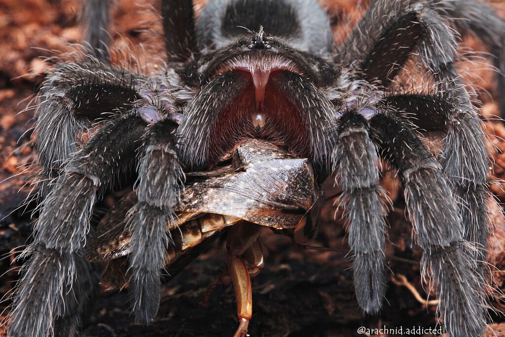 Grammostola pulchra.