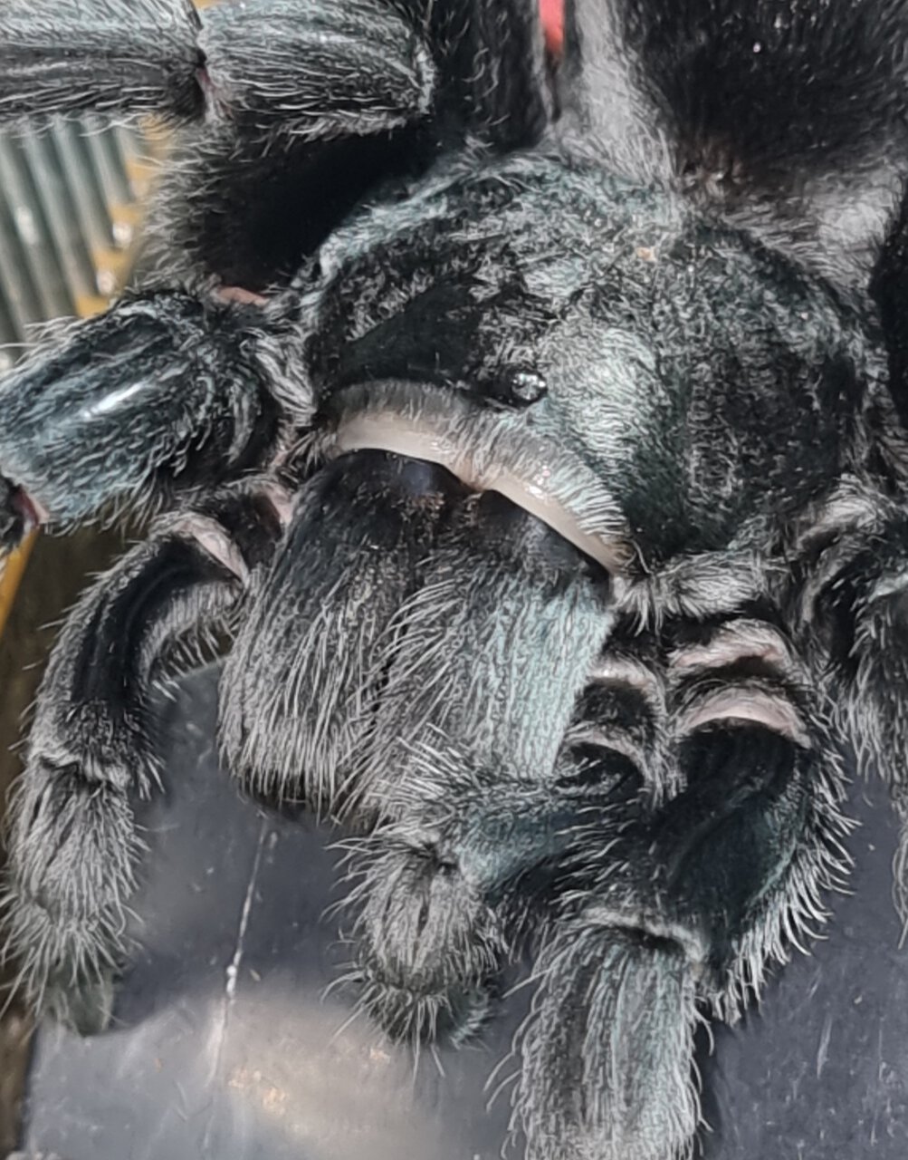 Grammostola pulchra