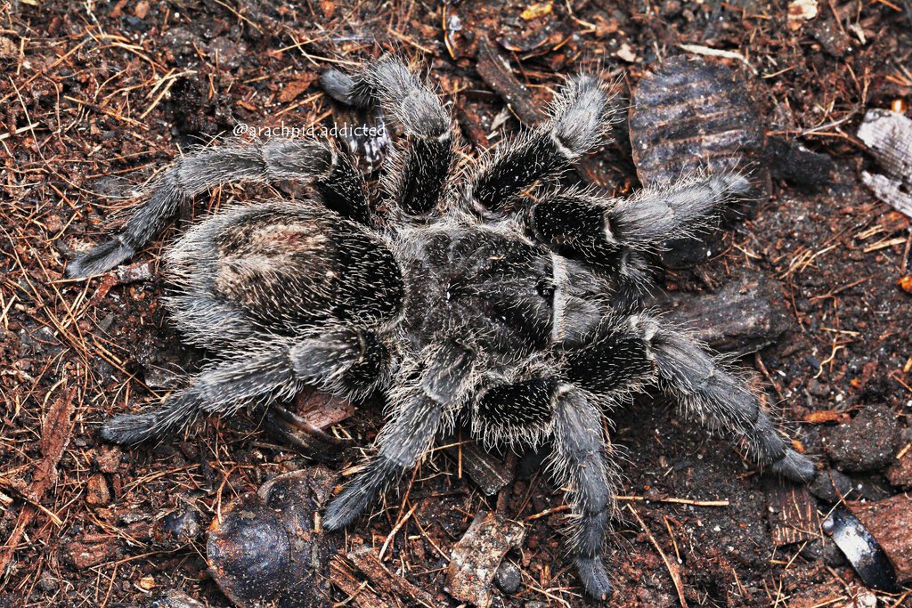 Grammostola pulchra.