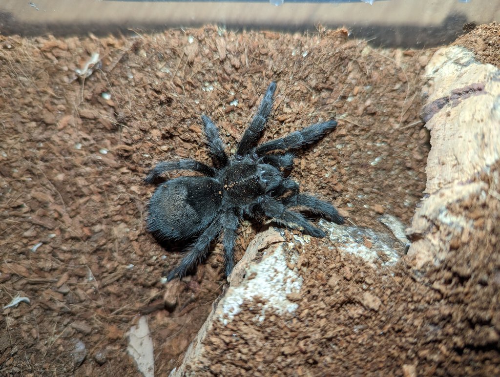 Grammostola pulchra