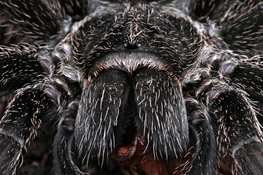 Grammostola pulchra.