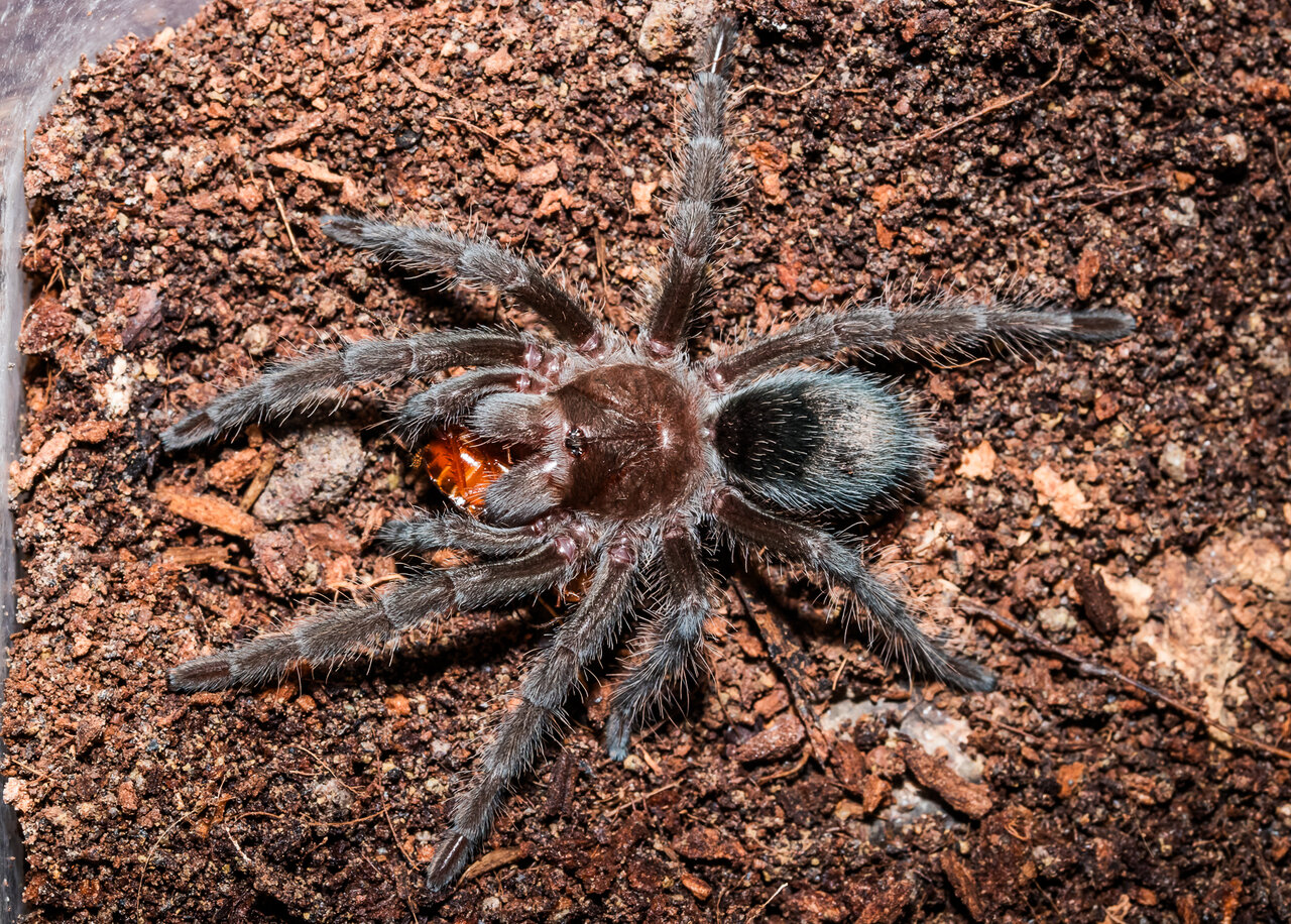 Grammostola pulchra