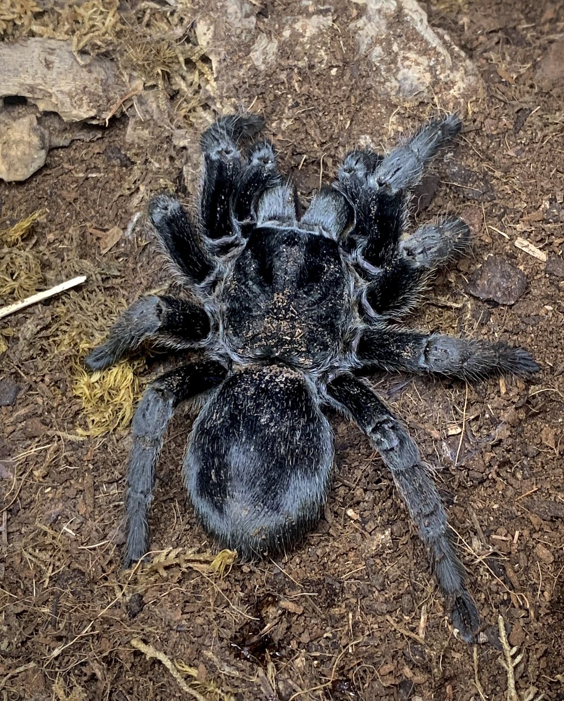 Grammostola pulchra